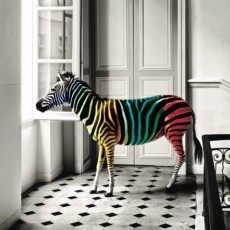 Zelliges Zebra colour