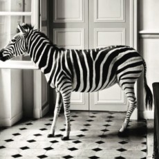 Zelliges Zebra Black - White